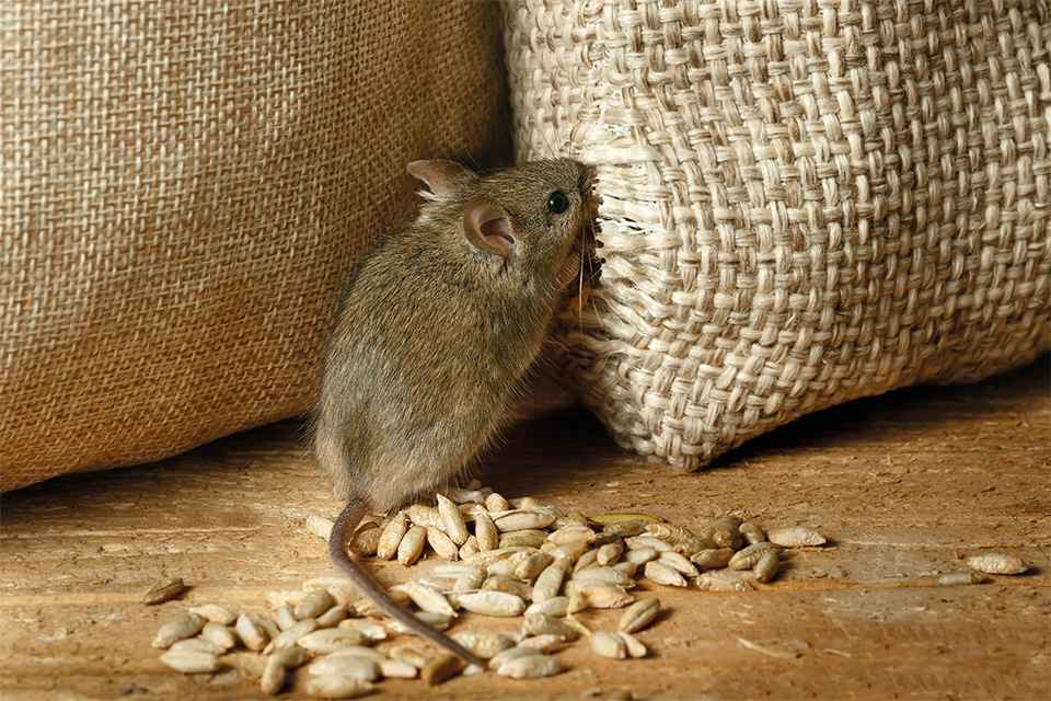 Foto: Maus knabbert an Sack Getreide